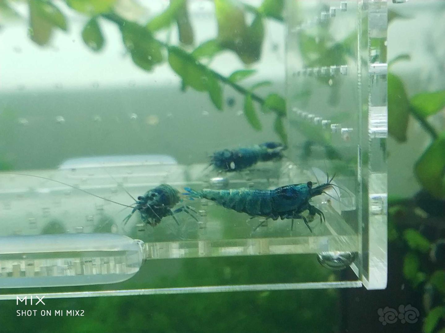 【虾】2019-05-23#RMB拍卖蓝化花头水晶虾-图2