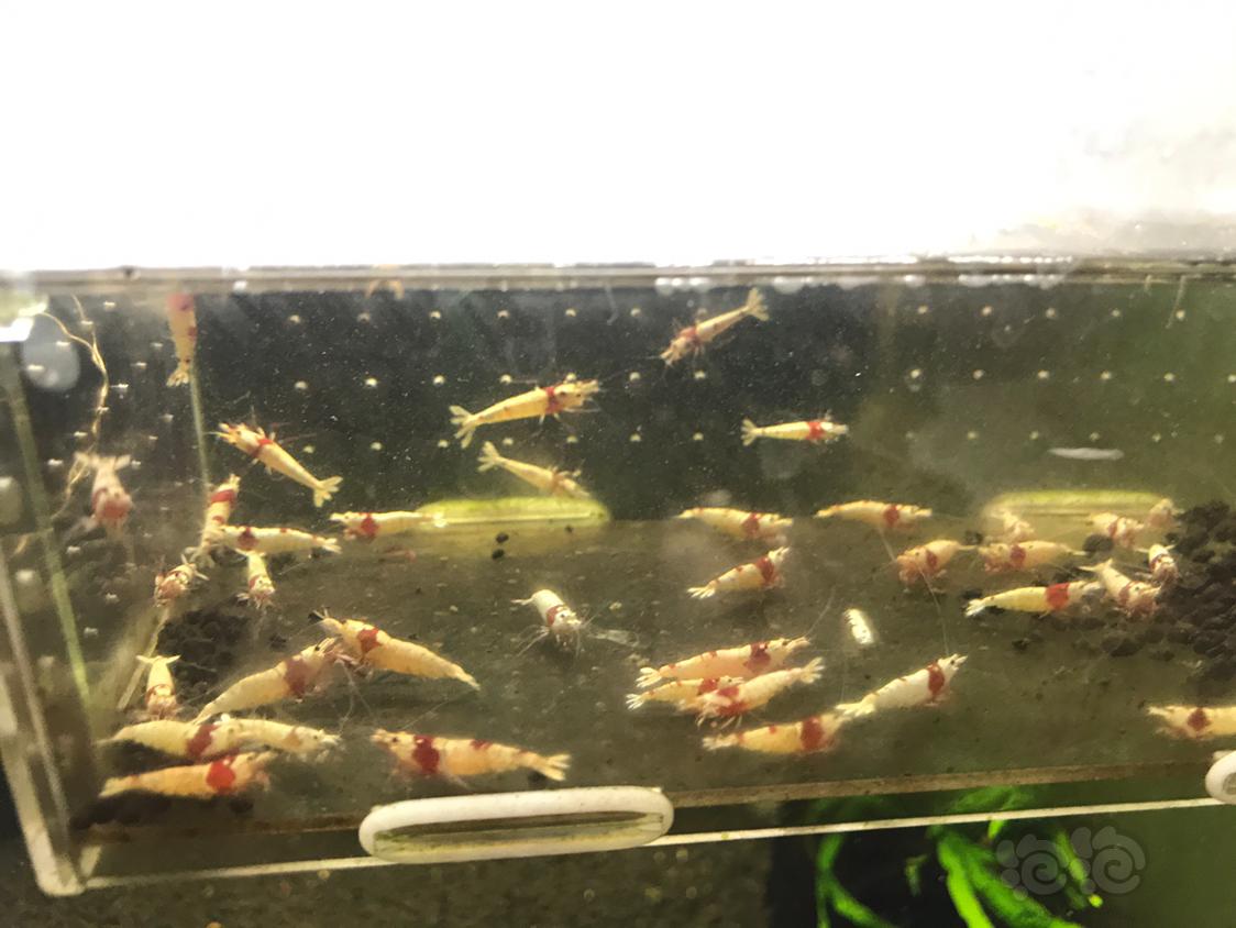【虾】2019-5-9#RMB拍卖纯血红白公一份40只-图2