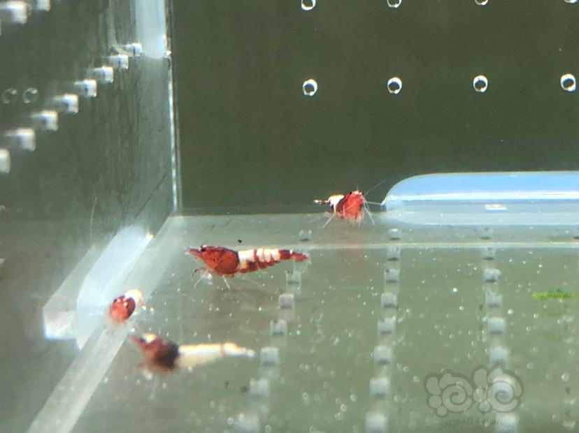 【虾】2019-05-23#RMB拍卖红姘头幼虾20只-图4