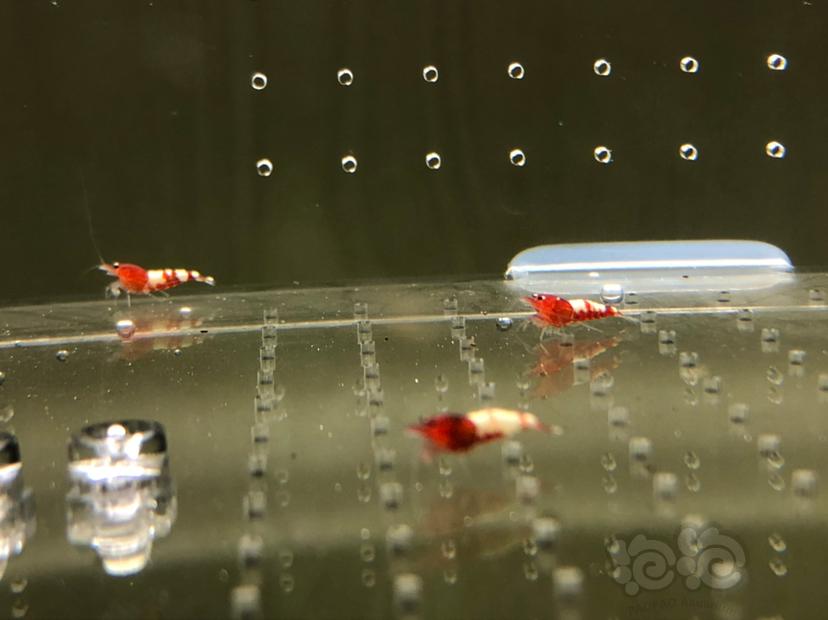 【虾】2019-05-21#RMB拍卖红姘头幼虾20只-图6