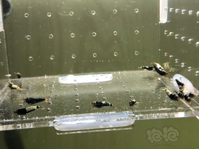 【虾】2019-05-20#RMB拍卖黑银河幼虾20只-图6