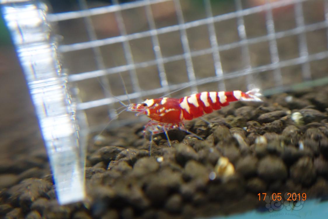 【虾】22019-5-19#RMB拍卖亚成红银河水晶虾3只（1公2母）-图2