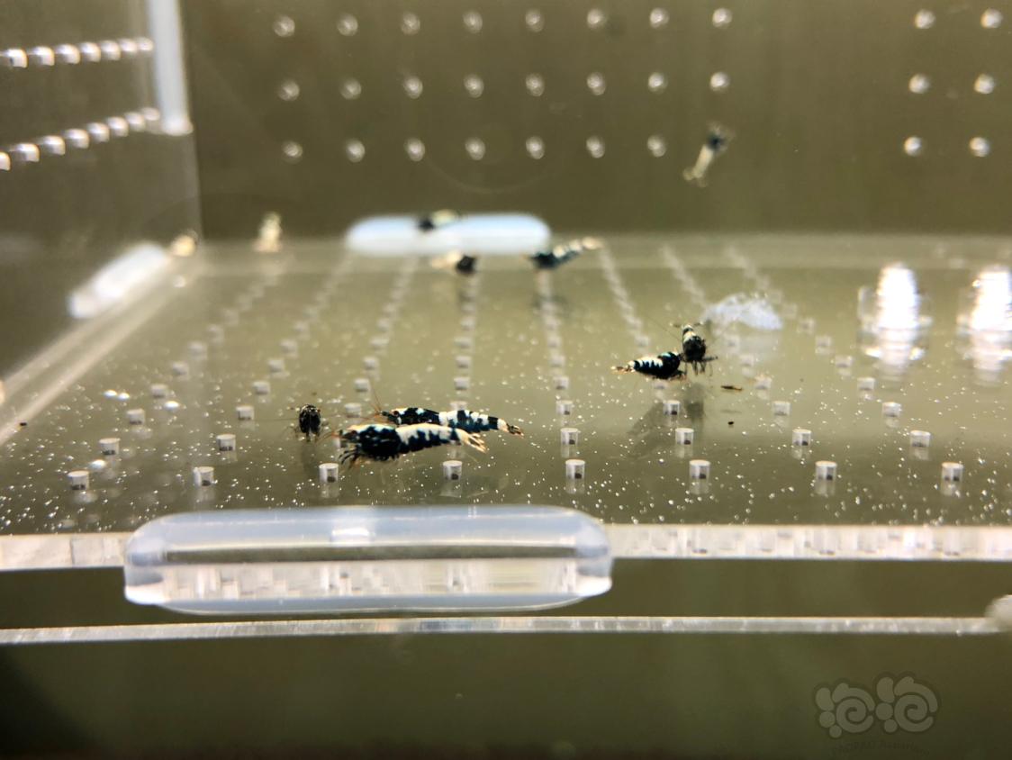 【虾】2019-05-12#RMB拍卖黑银河幼虾20只-图2