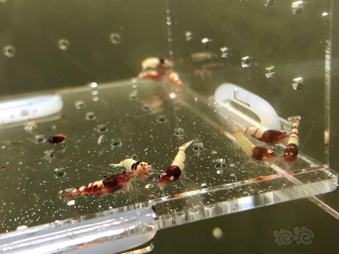【虾】2019-05-13#RMB拍卖红姘头幼虾20只-图3