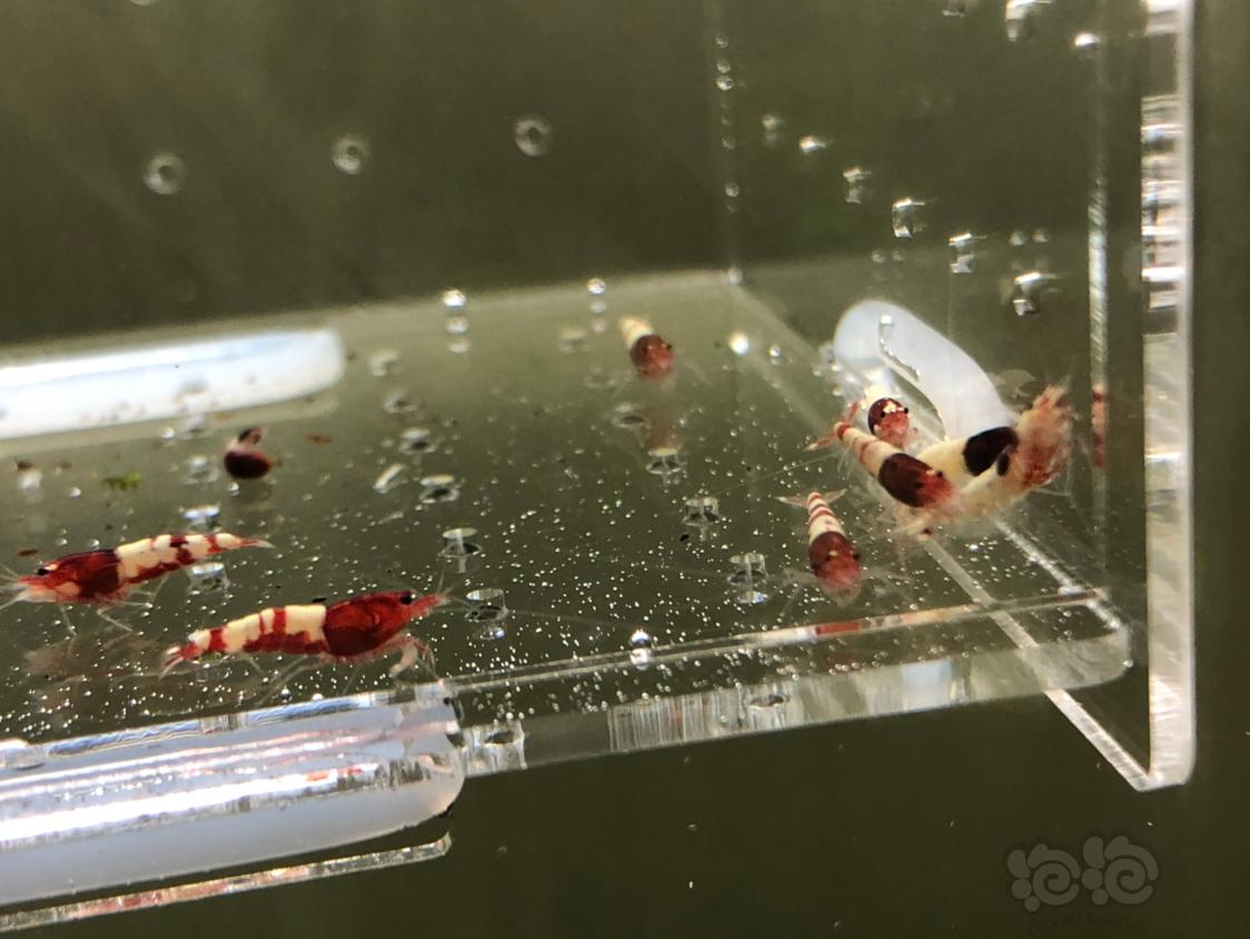 【虾】2019-05-13#RMB拍卖红姘头幼虾20只-图8