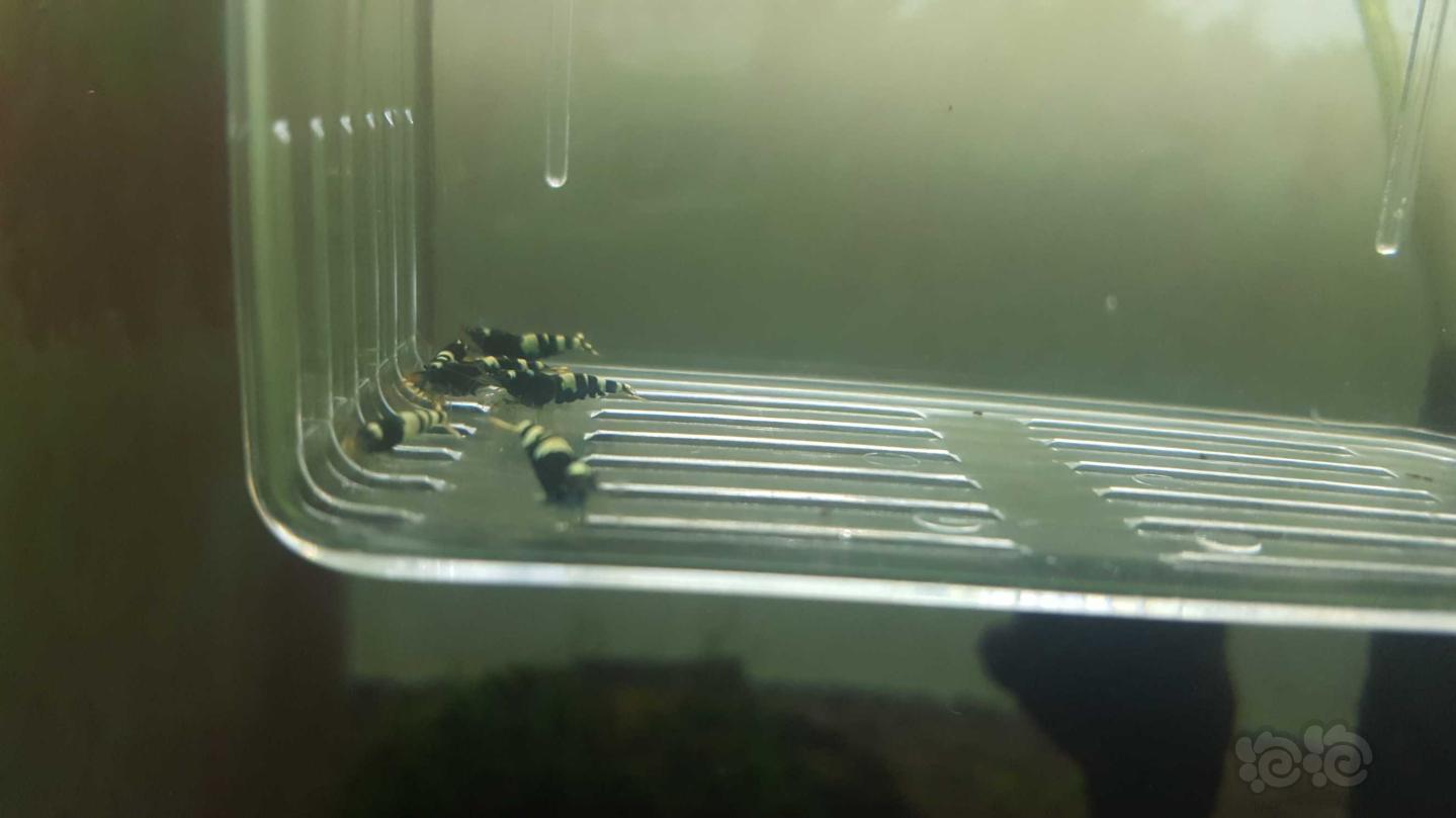 【水晶虾】出10只黑虎P-图1