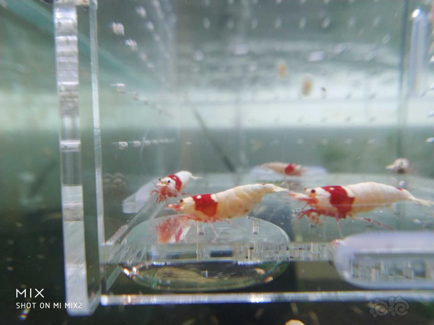 【虾】2019-05-15RMB#拍卖纯血红白水晶虾-图5