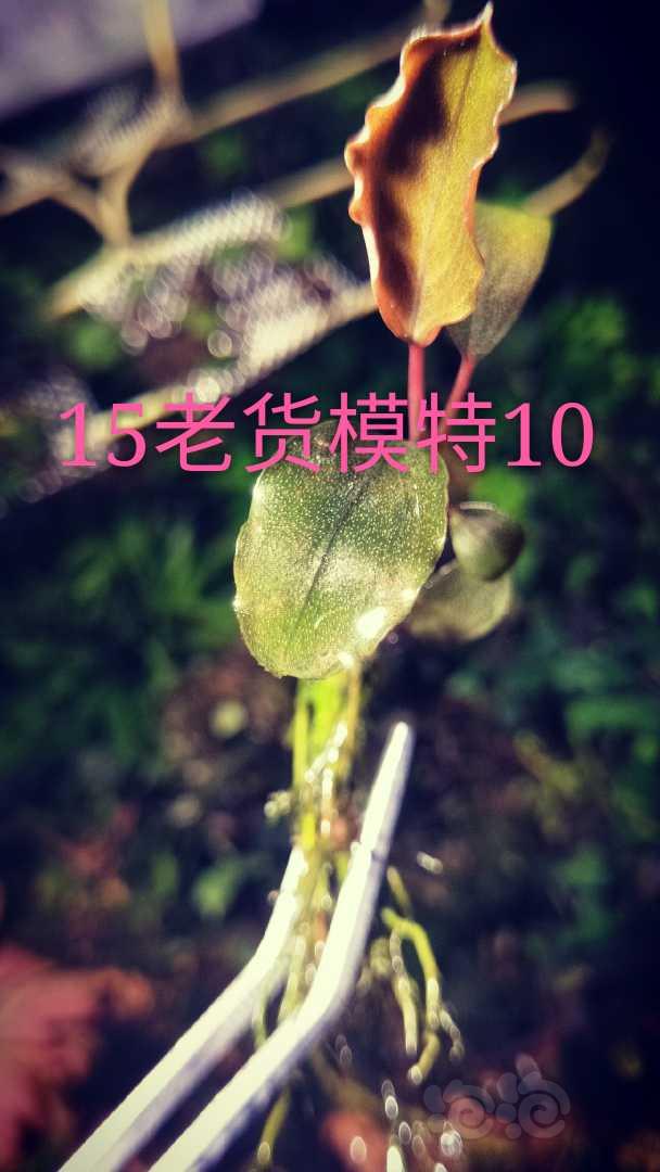 【辣椒榕】出辣椒榕和迷你榕繁殖株-图14