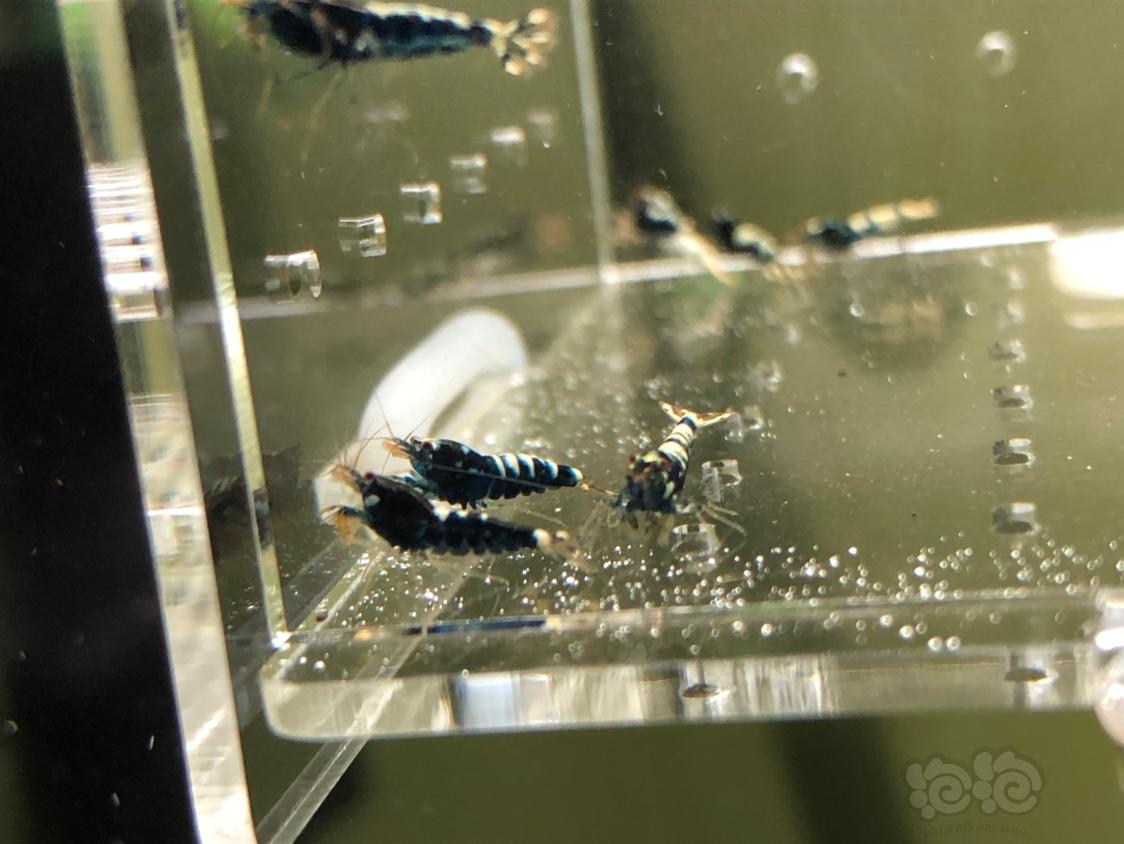 【虾】2019-05-14#RMB拍卖黑银河幼虾20只-图5