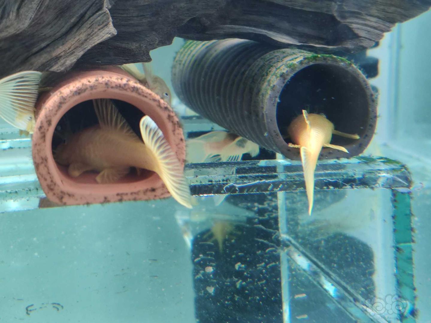 【热带鱼】蓝眼胡子，亚成和成鱼-图2