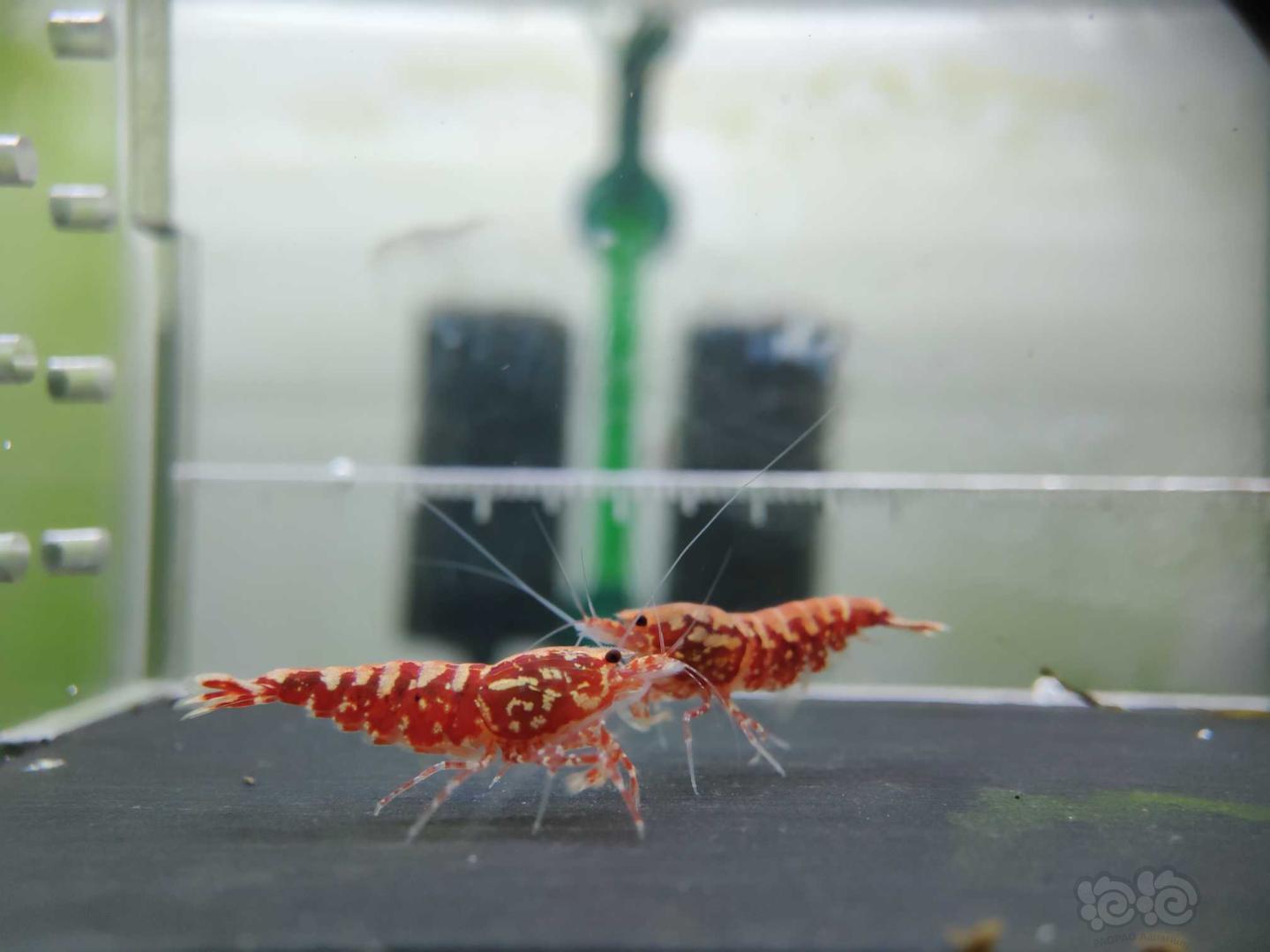 【虾】2019-5-27#RMB拍卖观赏水晶虾淘汰红银河3只-图1