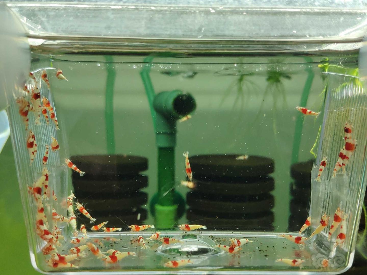 【虾】2019-05-10#RMB拍纯血红白水晶虾70只-图3