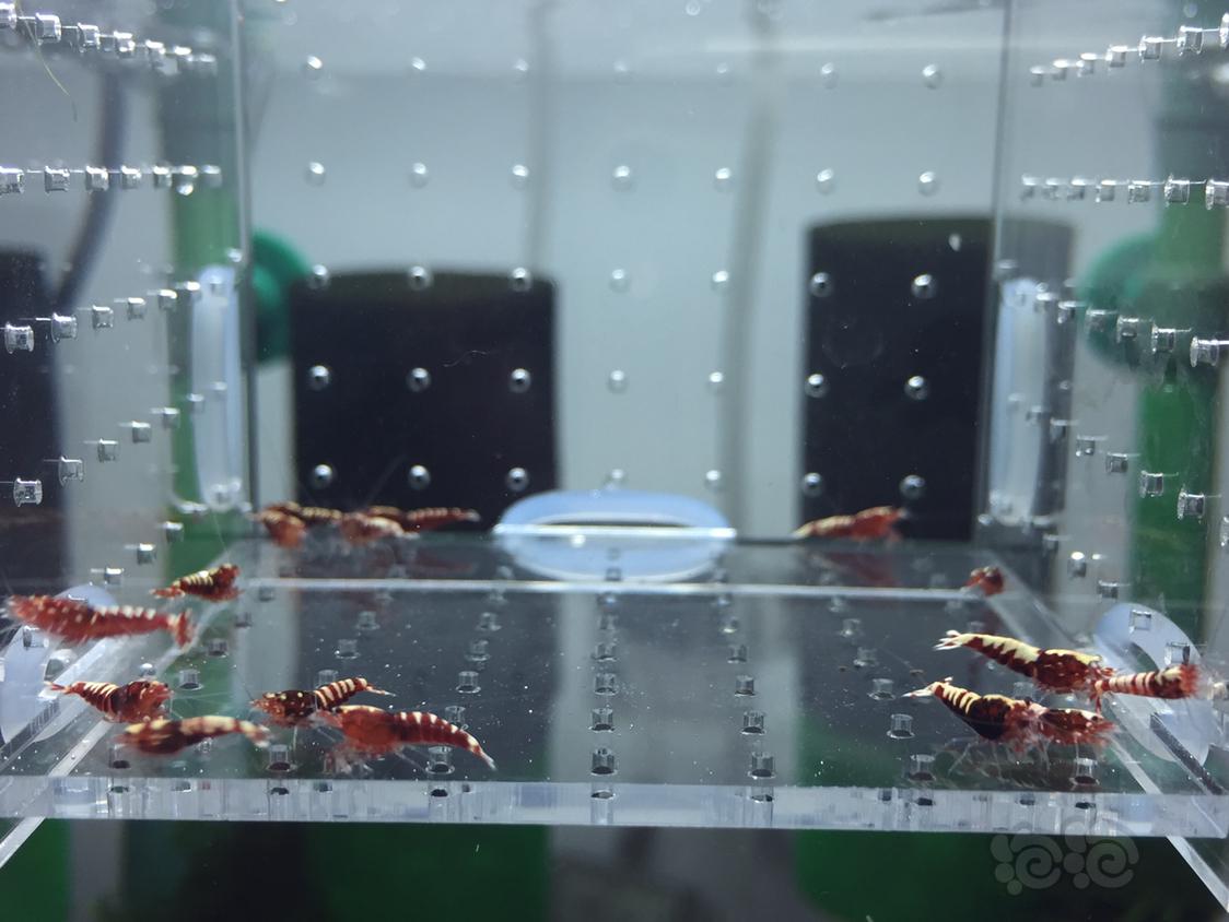 【虾】2019-05-04#RMB拍卖红银河一份17只-图2