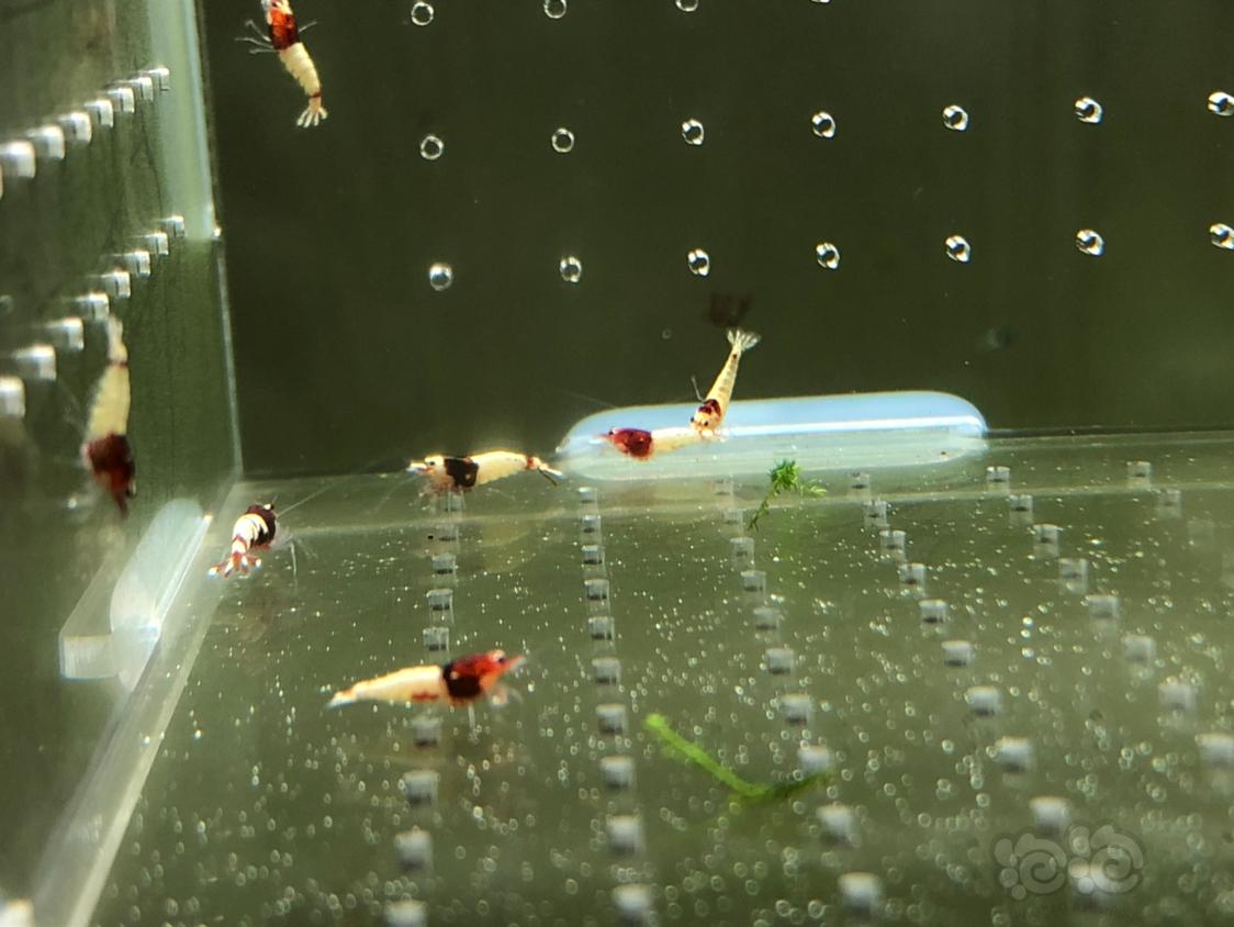 【虾】2019-05-14#RMB拍卖红姘头幼虾20只-图2