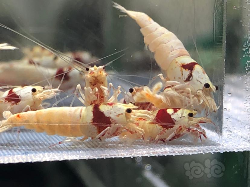 【虾】2019-06-01#RMB纯血红白水晶虾32只-图3