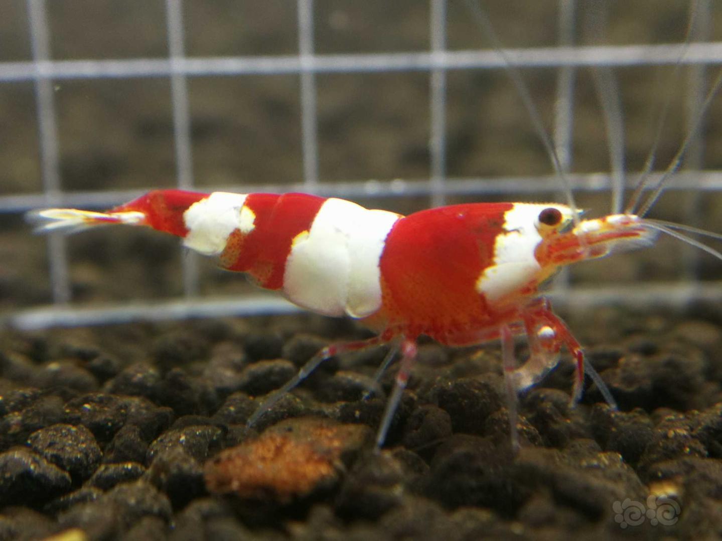 【虾】2019-5-13RMB拍卖红白公虾一只-图1