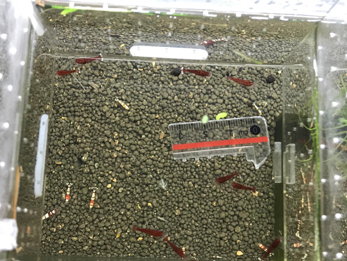 【虾】2019-5-9#RMB拍卖纯红红钻一份10只-图5