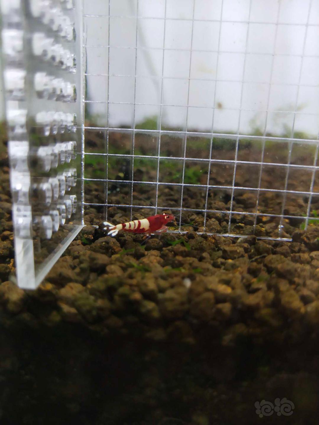 【虾】2019-5-31＃RMB拍卖红斑马十只-图4