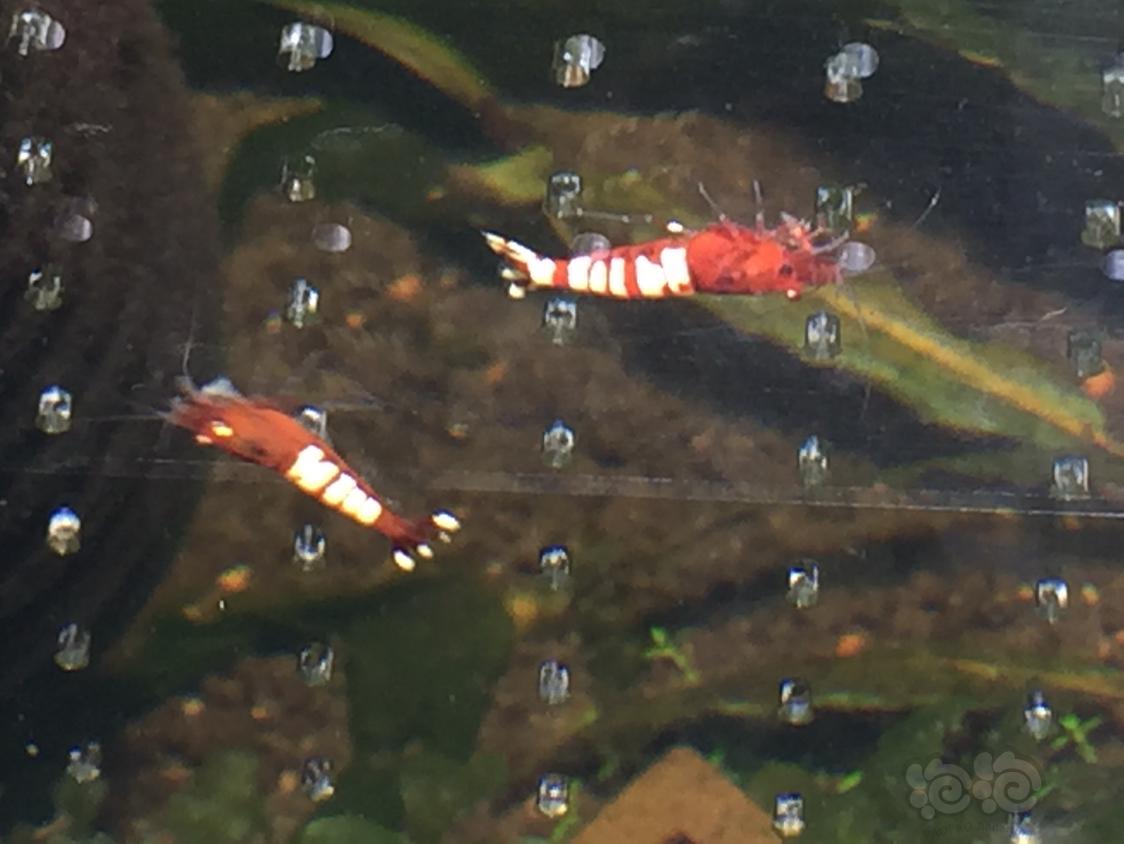 【水晶虾】出红姘头水晶虾80只-图4