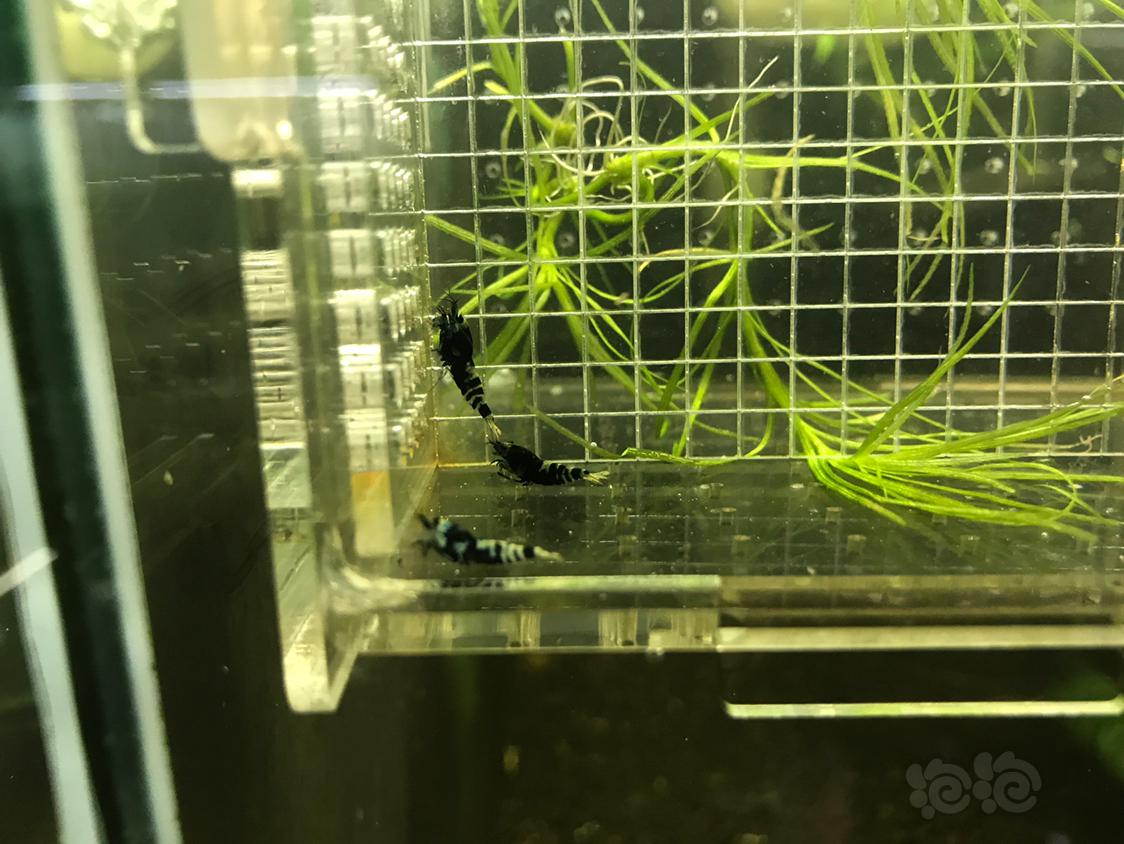 【虾】2016-5-27#RMB拍卖蓝化银河虎一份3只-图9