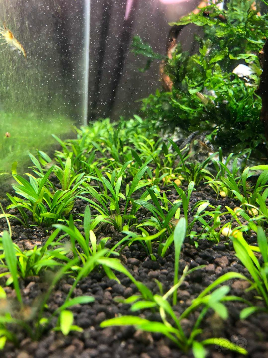 出售出售迷你椒草