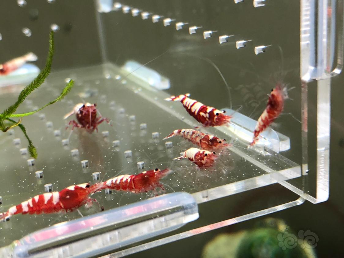 【虾】2019-05-11#RMB拍卖红银河水晶虾20只-图2