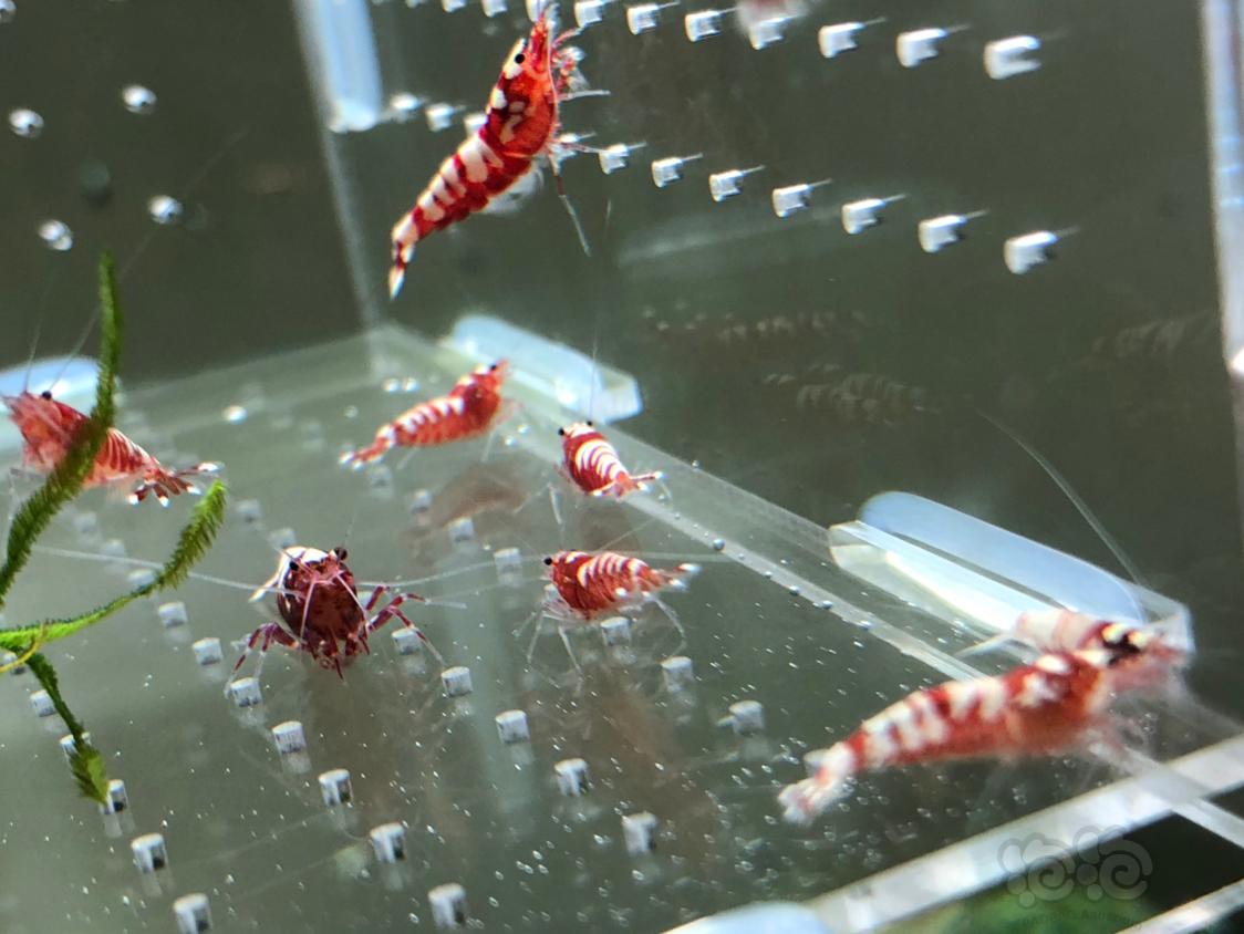 【虾】2019-05-11#RMB拍卖红银河水晶虾20只-图4