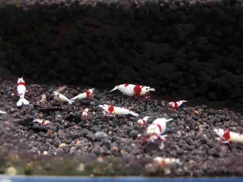 纯血红白水晶虾-图3