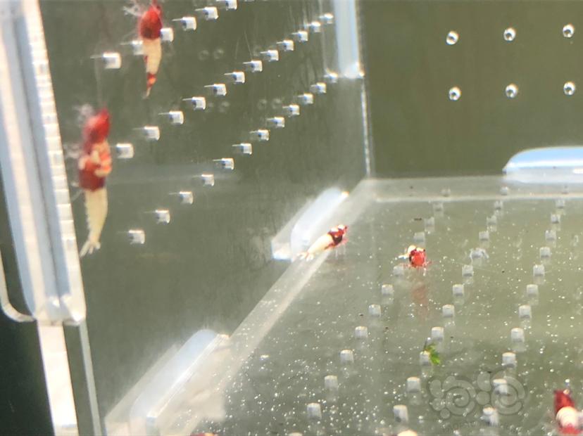 【虾】2019-05-22#RMB拍卖红姘头幼虾20只-图3