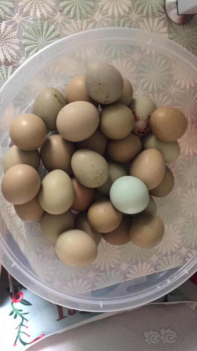 农村山里收了几十粒野鸡蛋！-图1