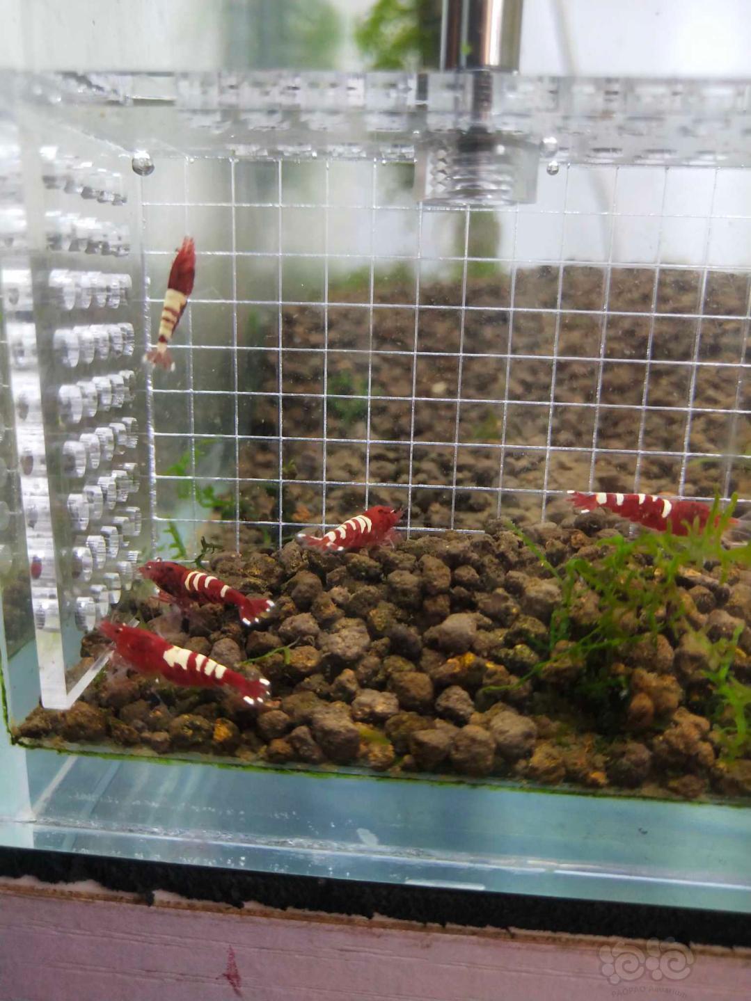 【虾】2019-5-31＃RMB拍卖红斑马十只-图1