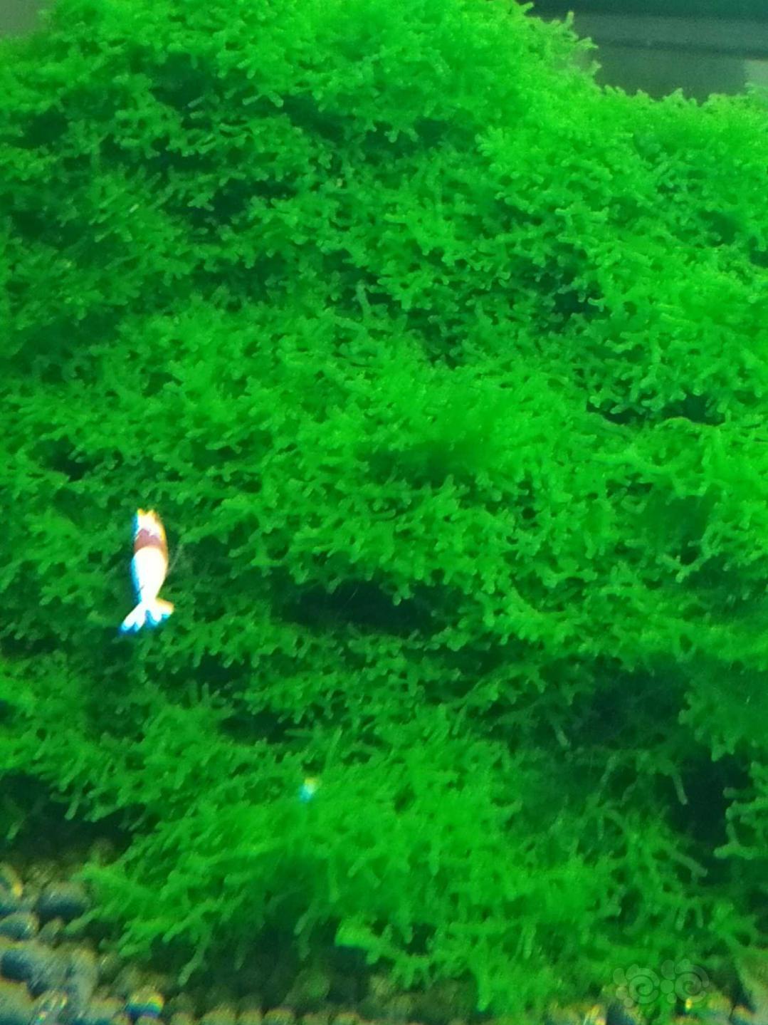 【水草】2019-5-14#RMB拍卖沉木定植珊瑚莫斯一份-图1