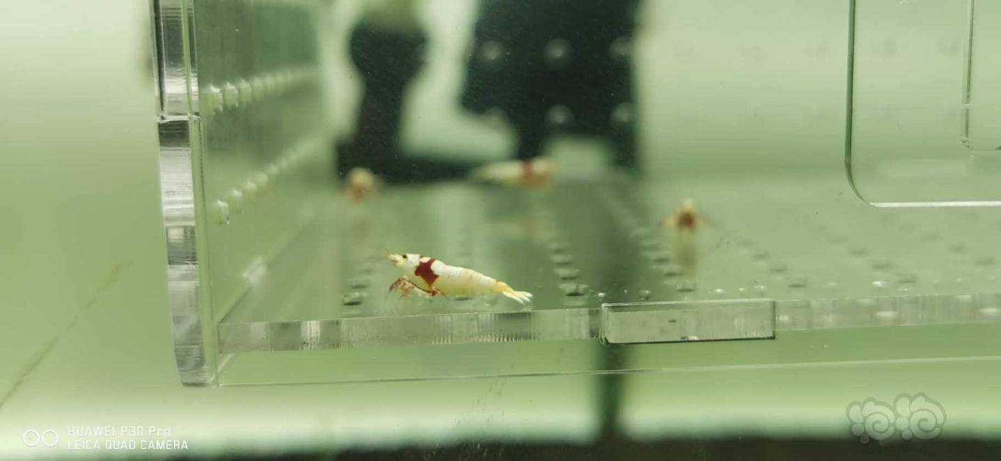 【虾】2019-5-2#RMB拍卖红白水晶虾5只-图2