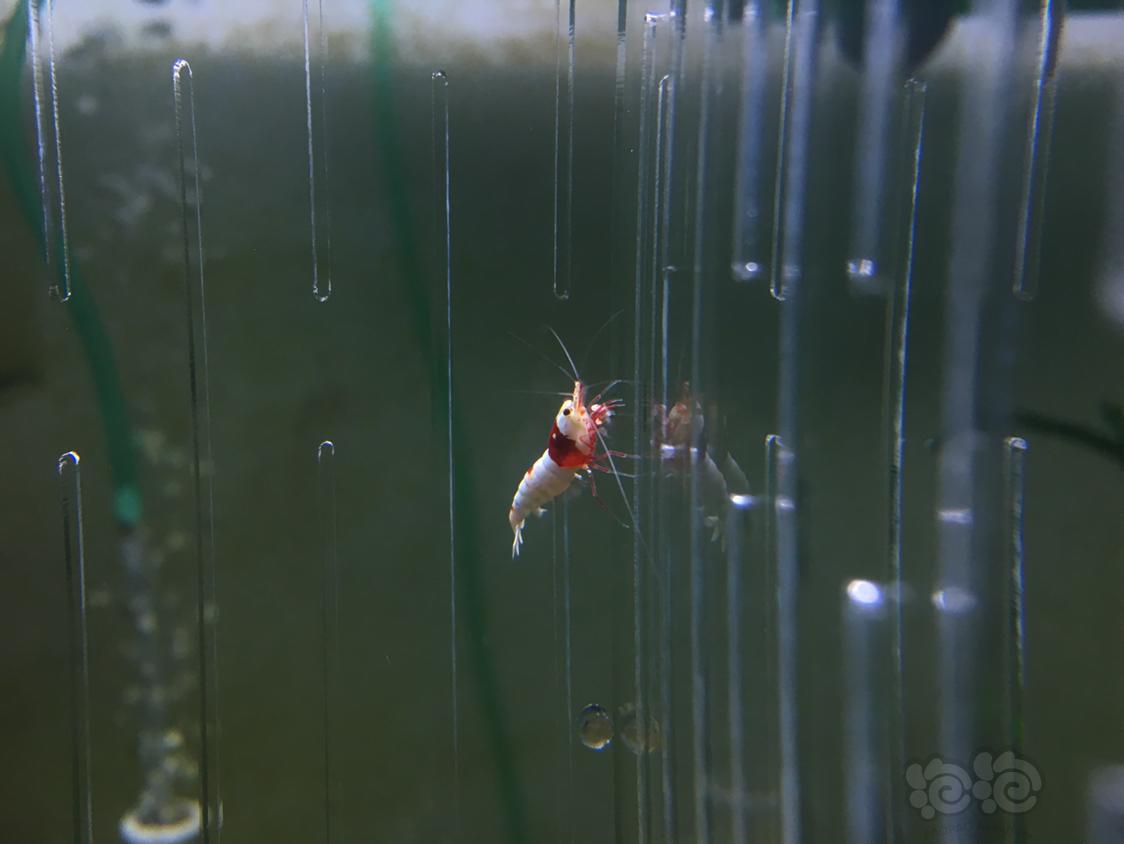 【虾】2019-05-02#RMB拍卖红白水晶虾四只-2-图4