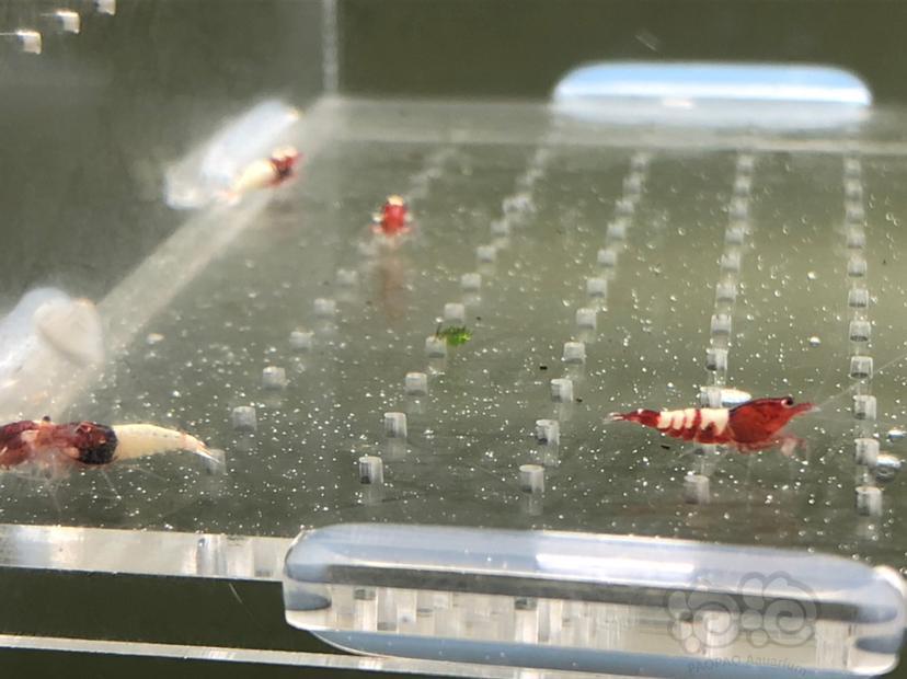 【虾】2019-05-22#RMB拍卖红姘头幼虾20只-图7