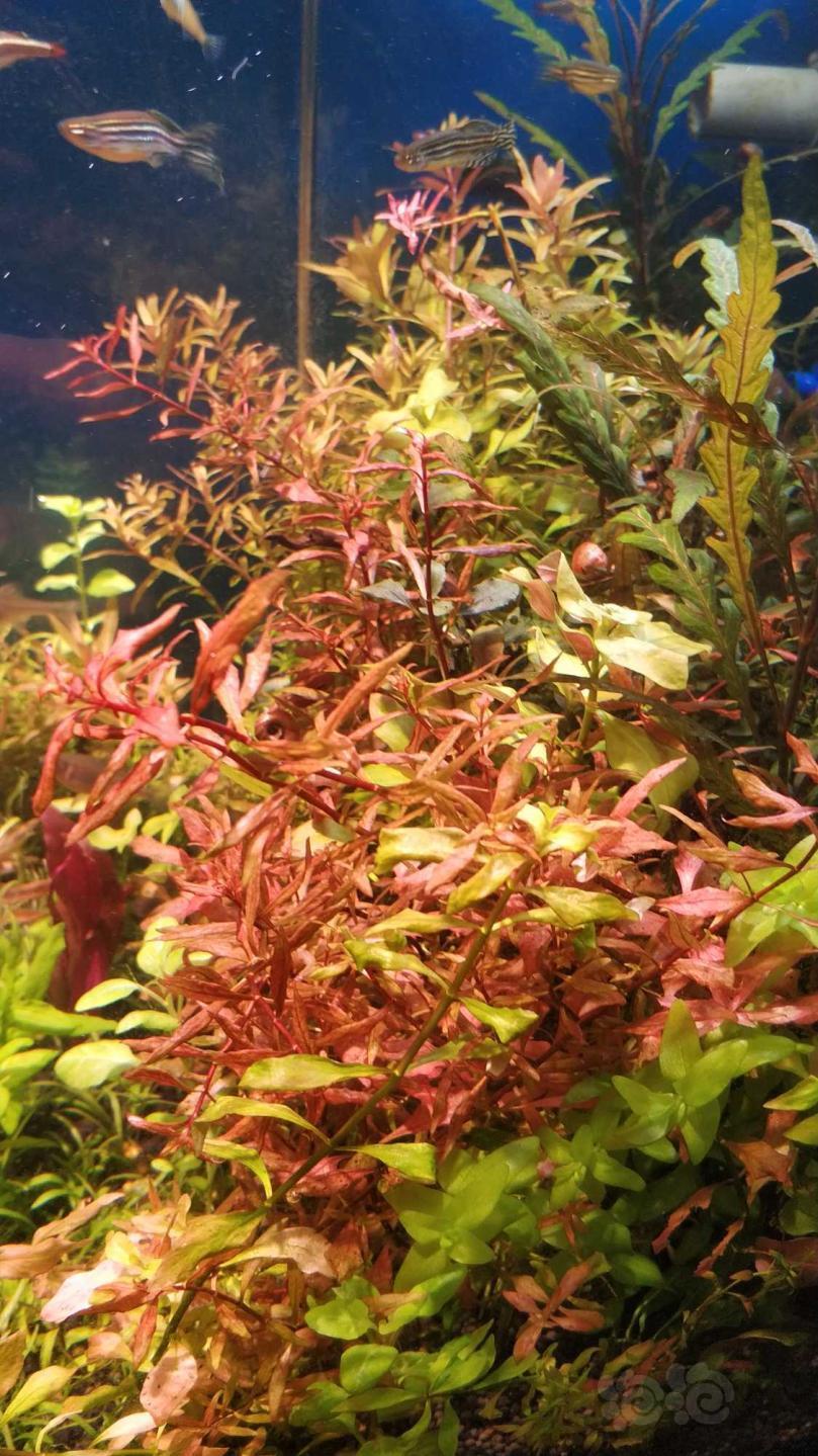 水草半卖半送紫三角30多颗西瓜对叶30多颗南美圆叶20颗左右红丁香10颗