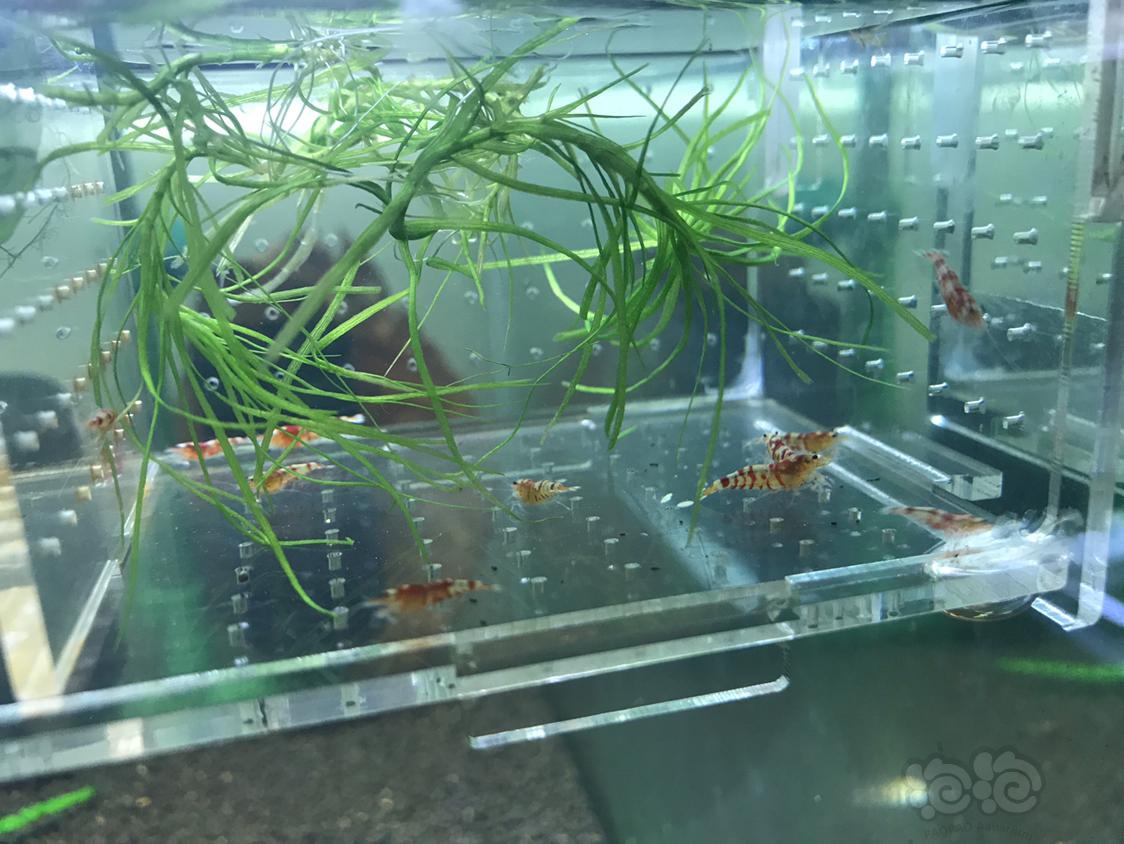 【虾】2019-5-16#RMB拍卖红虎晶一份10只-图8
