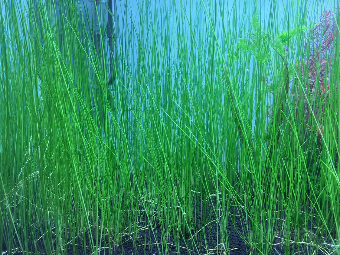 【出售】出墨西哥大莎草