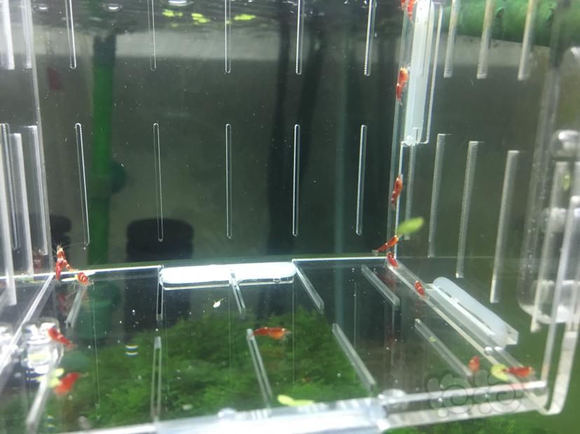 【虾】2019-05-20#RMB拍卖超级红索型一份20只-图3