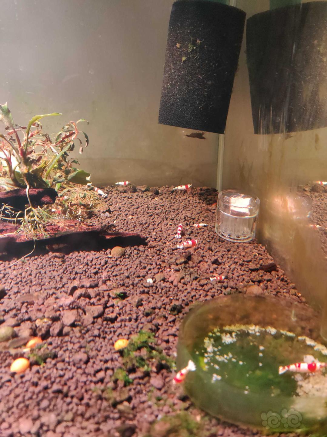 仙土ada泥+自来水过滤养的水晶虾-图2