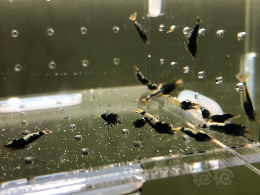 【虾】2019-05-20#RMB拍卖黑银河幼虾20只-图3