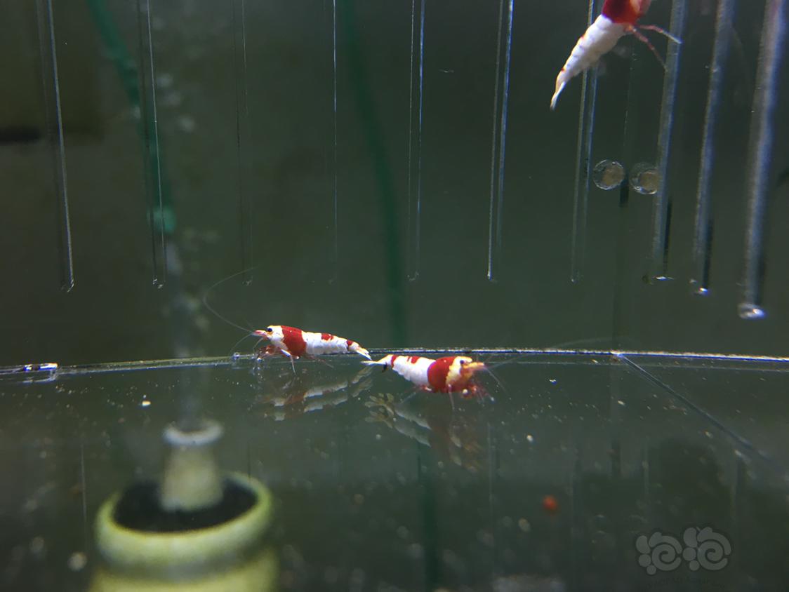 【虾】2019-05-02#RMB拍卖红白水晶虾四只-2-图3