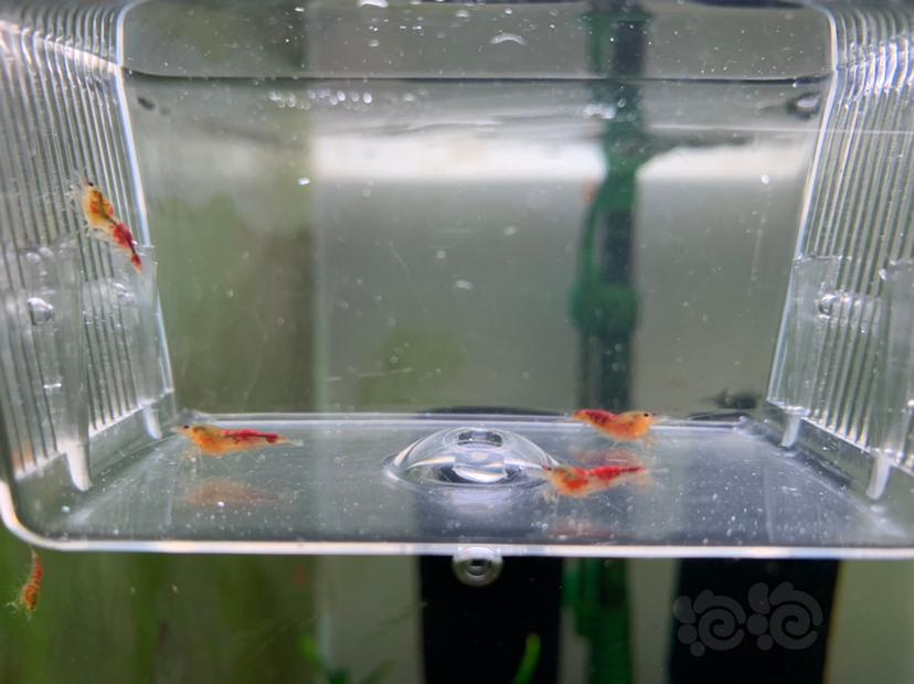 【虾】2019-05-25#RMB拍卖黄金龙水晶虾4只-图1