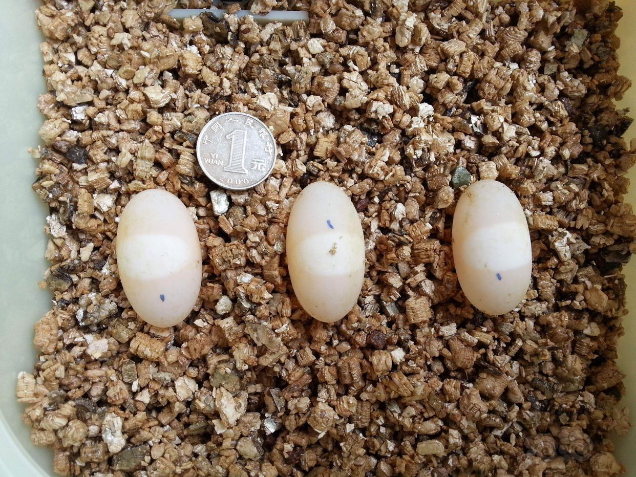 龟蛋更难煮成一体,煮熟后依然是液体状