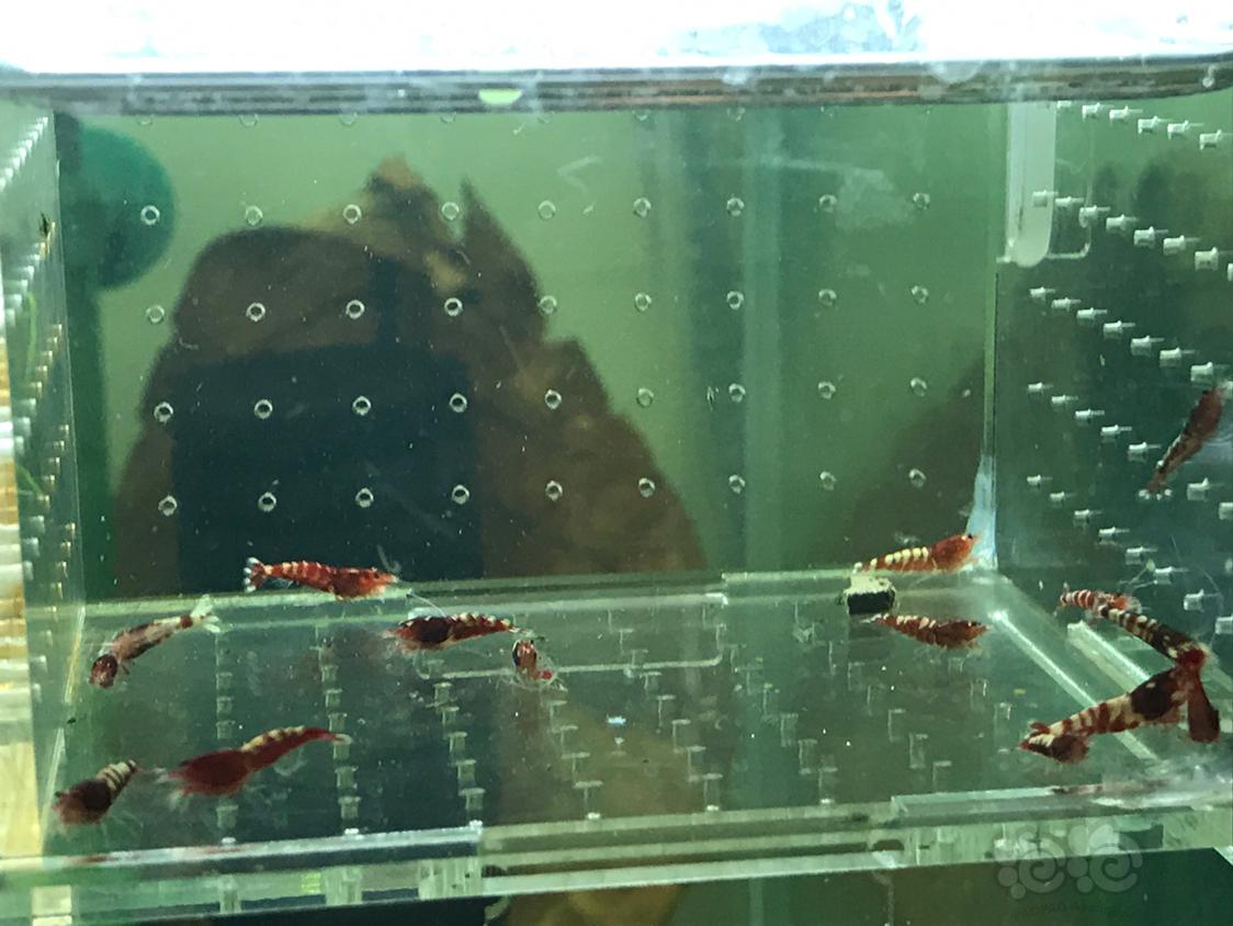 【虾】2019-5-9#RMB拍卖红斑马一份15只-图6
