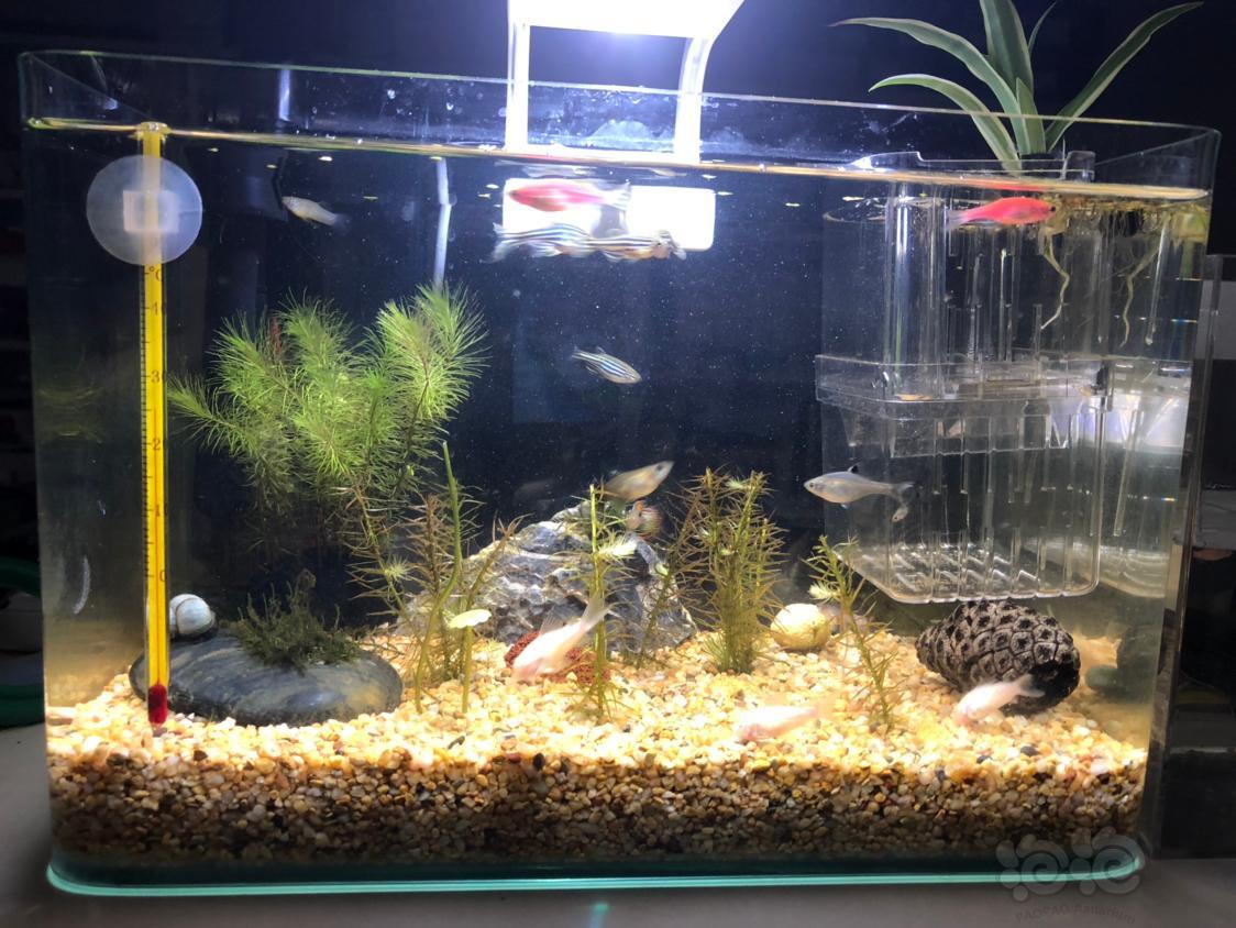 新手给大家看看自己的小鱼缸和鱼,请大家多多指教