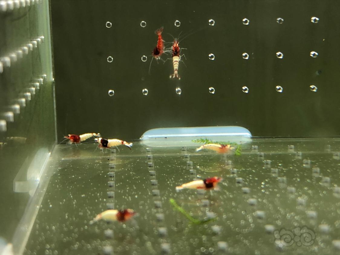 【虾】2019-05-14#RMB拍卖红姘头幼虾20只-图3
