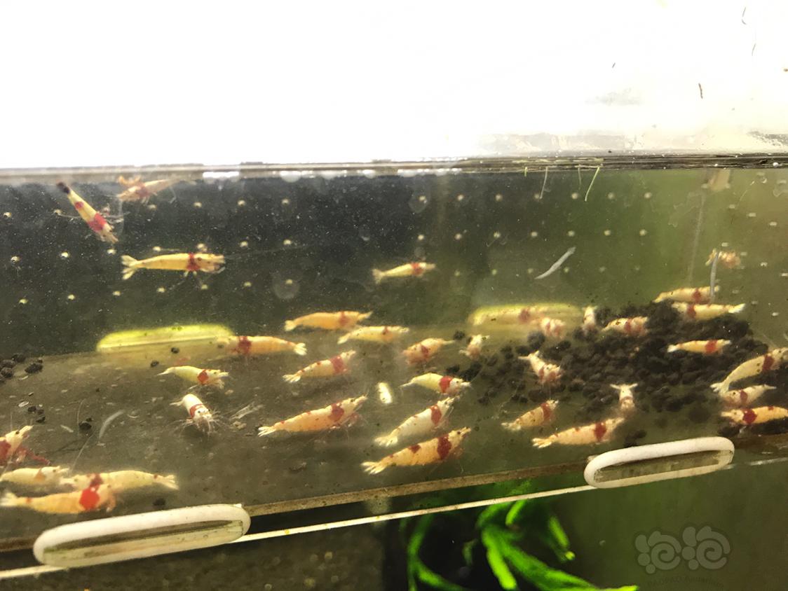 【虾】2019-5-9#RMB拍卖纯血红白公一份40只-图4