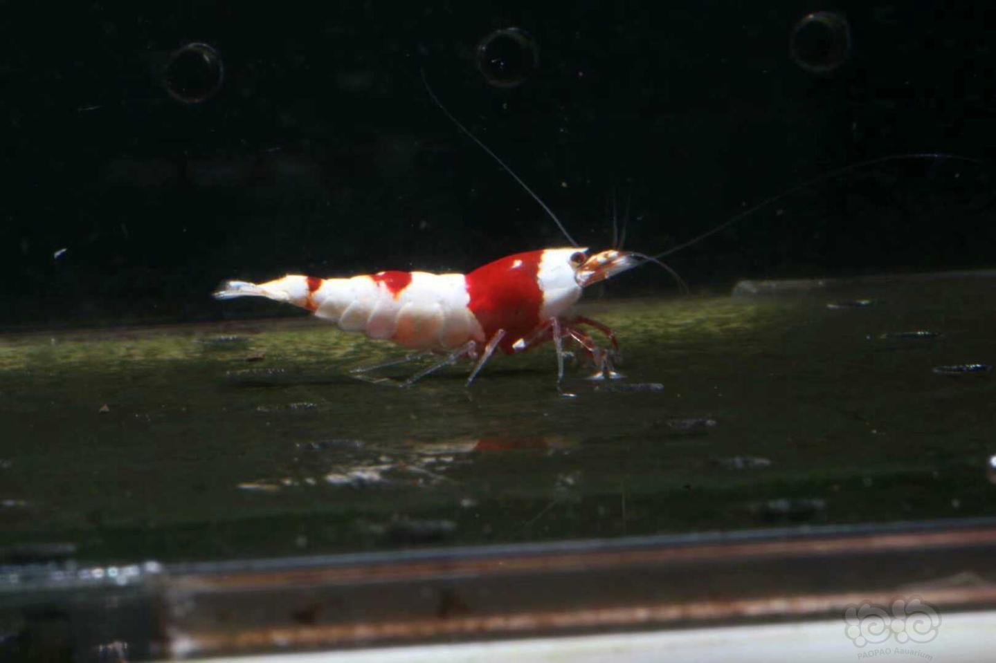 【虾】2019-05-07RMB拍卖纯血红白4只-图1