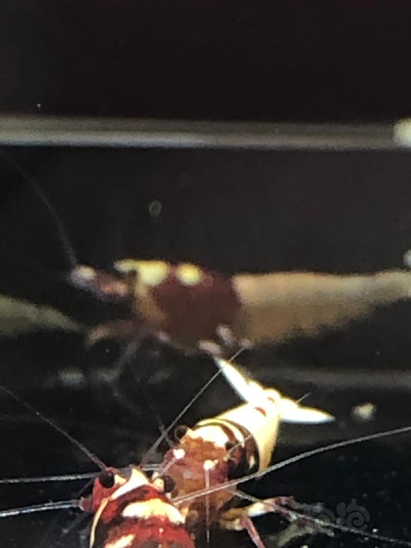 【虾】2019-05-22#RMB高洞红洞头成体10只-图3